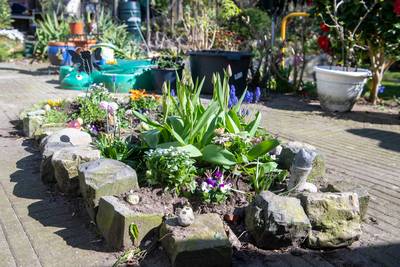 Drimmelen deelt bomen en planten uit, terwijl een ‘tuinklimaatcoach’ gratis advies geeft