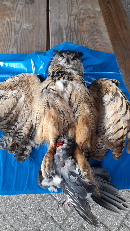 Oehoe met prooi dood gevonden in Winterswijk ‘Heel aannemelijk dat het dier is aangereden