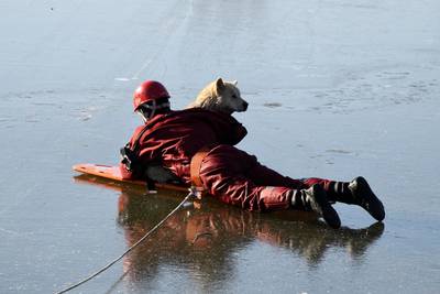 Un chien sauvé de l'eau glacée par les pompiers à Anderlecht: “Il pourchassait un oiseau”