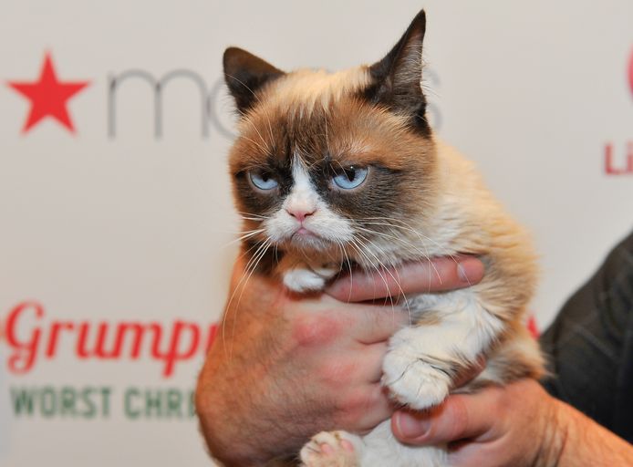 Grumpy Cat Le Chat Le Plus Riche Du Monde Insolite 7sur7 Be