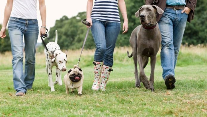 Mens Dankt Hond Ze Hebben De Soort Gered Wetenschap Ad Nl