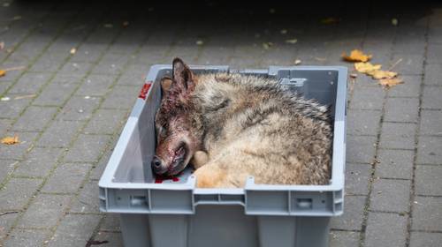 Is Vlaanderen wel geschikt voor de wolf?