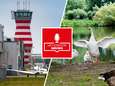 Luister | Experts zien uitweg voor Lelystad Airport • Aanpak van ganzenoverlast roept vragen op