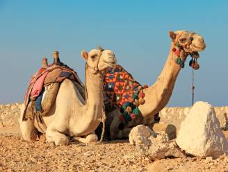 Vrouw valt van kameel en daagt Tripadvisor voor rechter