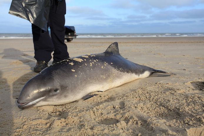 Een aangespoelde bruinvis aan de kust. Archiefbeeld.