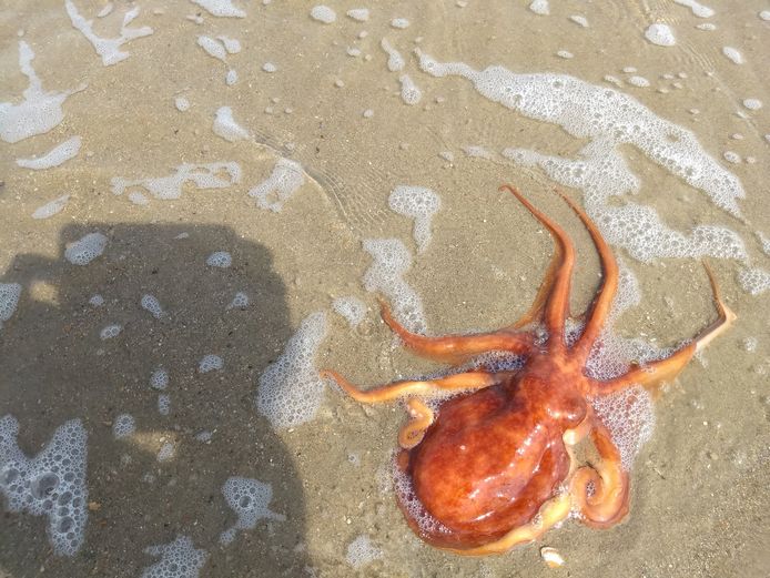 KIeine rode octopus ontdekt op strand van De Haan.