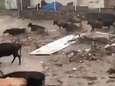 Hallucinante beelden: runderen vluchten door straten voor plotse zware overstroming in Dagestan<br>