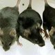 Wetenschappers 'ontwerpen' eerste schizofrene muizen