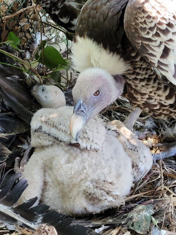 Blijdorp-gierkuiken bij pleegouders op nest in Avifauna