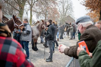 ‘Goed paardenweer’ bij 60e veulenkeuring in Gerwen: ‘Heuvelplein is net een schoonheidssalon’