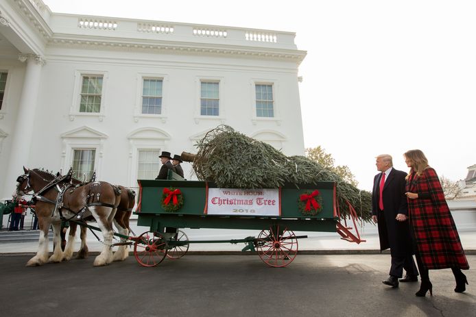 De kerstboom werd geleverd in een kar die door twee paarden getrokken werd.