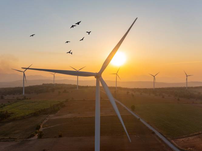 “Turbines vermaalden duizenden vogels”: Franse rechter oordeelt dat windmolenpark moet verdwijnen