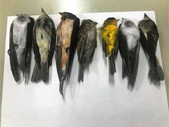 Honderdduizenden trekvogels dood aangetroffen in New Mexico. Zitten de bosbranden in Californië er voor iets tussen?