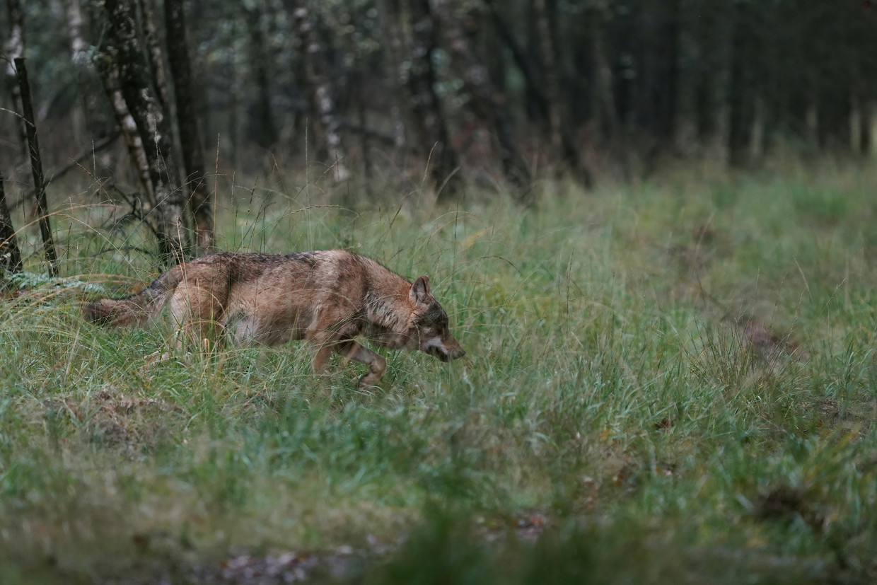 Een omstreden wolf op de Veluwe. Beeld ANP