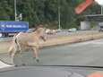 Geen zebrapad, maar wel een echte zebra: bestuurders op Franse snelweg kunnen ogen niet geloven wanneer dier plots voorbij huppelt 