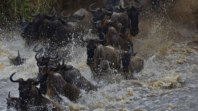 Miljoen gnoes bedreigd door bouw van dam in Kenia