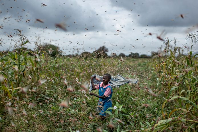 Sprinkhanenplaag in Kenia.