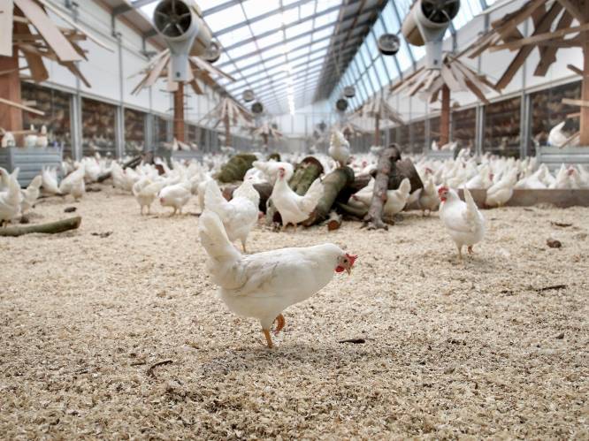 Ophokplicht voor pluimvee na uitbraak vogelgriep