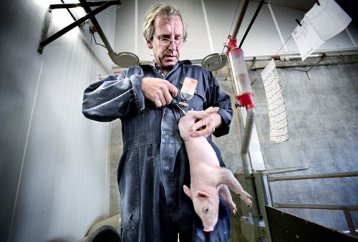 Castratie van een big, meestal onverdoofd, en naar nu blijkt overbodig. (Jean-Pierre Jans/Volkskrant) Beeld 