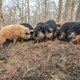 Varkens in de buitenlucht: een publiekstrekker in Drenthe