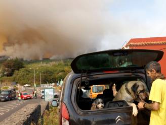 Nu al 8.400 hectare natuur in vlammen opgegaan op Tenerife: politie gaat uit van brandstichting