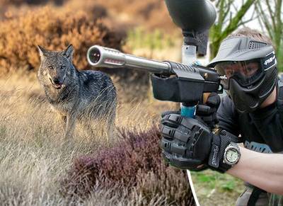 Gelderse Partij voor de Dieren wil meer weten over ‘oproerwapen’ tegen wolf