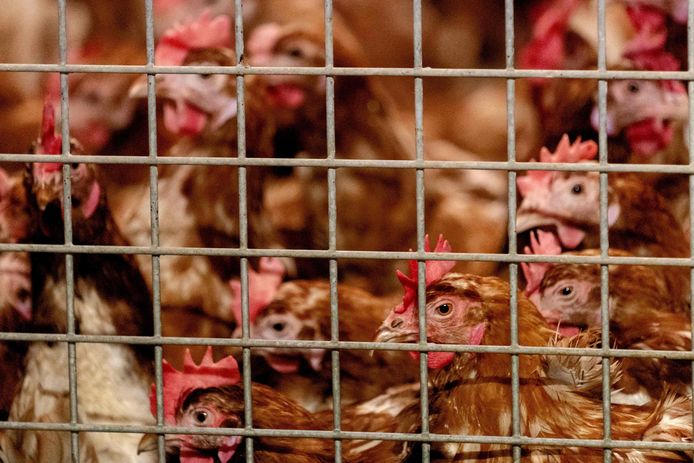 Er zijn geen aanwijzingen dat de vogelgriep ook schadelijk is voor de mens. Ook de consument loopt geen enkel risico. Vlees en eieren van pluimvee kunnen in alle veiligheid gegeten worden.