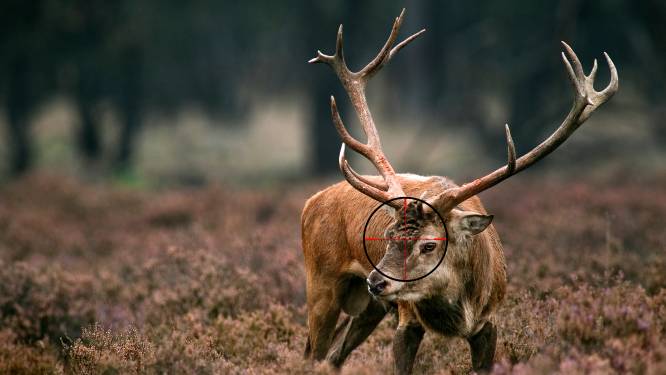 Jagers schieten recordaantal edelherten dood op Veluwe