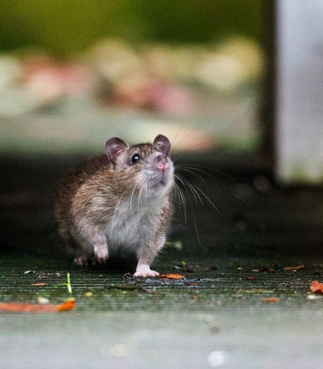 Grote Zorgen Over Opmars Ratten Parijse Toestanden Dreigen Arnhem Gelderlander Nl