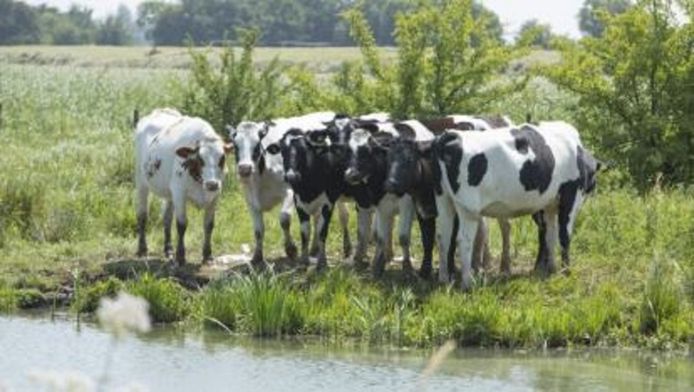 Koeien zoeken verkoeling bij het water.