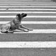 Ach Jezus, die hond: schitterend en wrang debuut van Joep van Helden