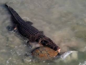 Indrukwekkende dronebeelden van enorme krokodil die zeeschildpad vangt