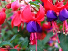 Fuchsiavereniging houdt markt: ‘Ik vind het ook zo mooi dat het plantje zo lang bloeit’