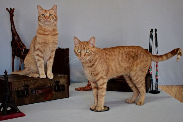 Twee van de vier katten die Goose spelen in 'Captain Marvel’: Reggie en Archie