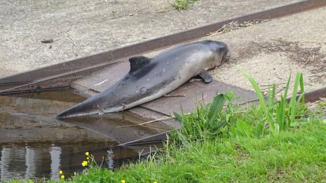 Vreemde blikken in de haven van Elburg: hoe kan hier nou een dode bruinvis aanspoelen?