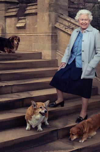 Nieuw parfum, eigen chef en elke dag verse lakens: zo’n luxeleventje leiden de royal corgi’s van de Queen