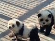 De panda-honden in Taizhou Zoo.