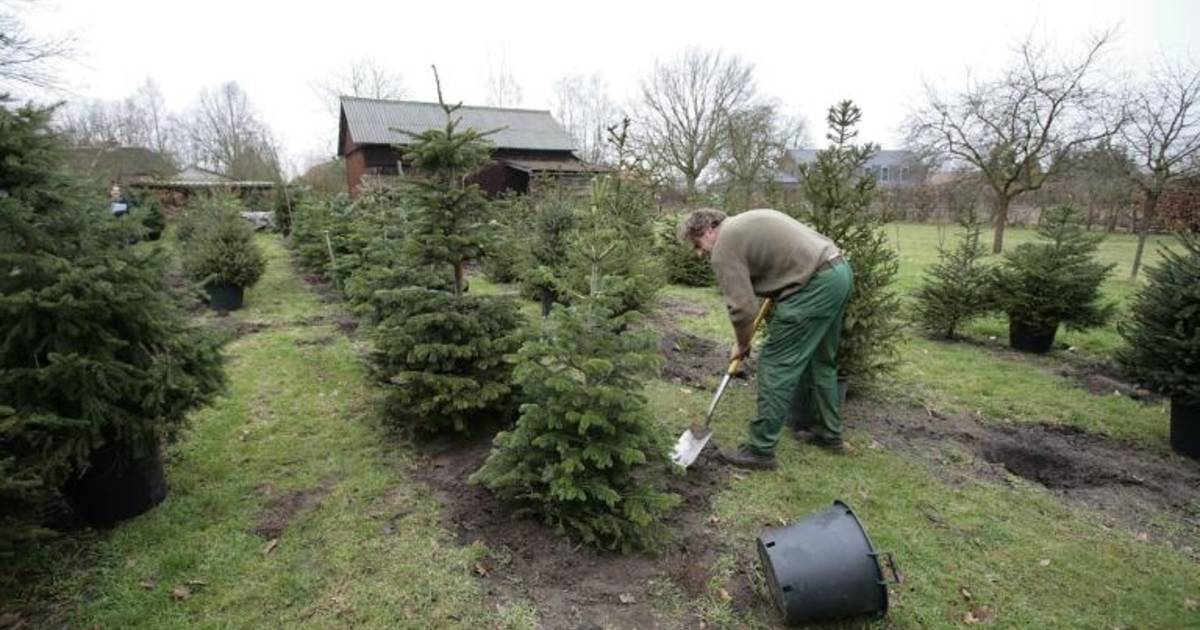 Wat te doen met de kerstboom? Eindhoven ed.nl