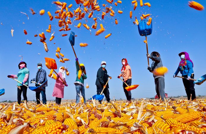 Chinese boeren draaien en ‘luchten’ hun maiskolven voor de productie van nieuw zaad. Beeld van september van dit jaar.