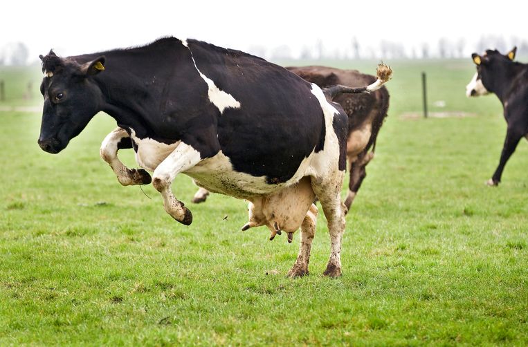 Dansende koeien vandaag? Helaas, uitgesteld TROUW