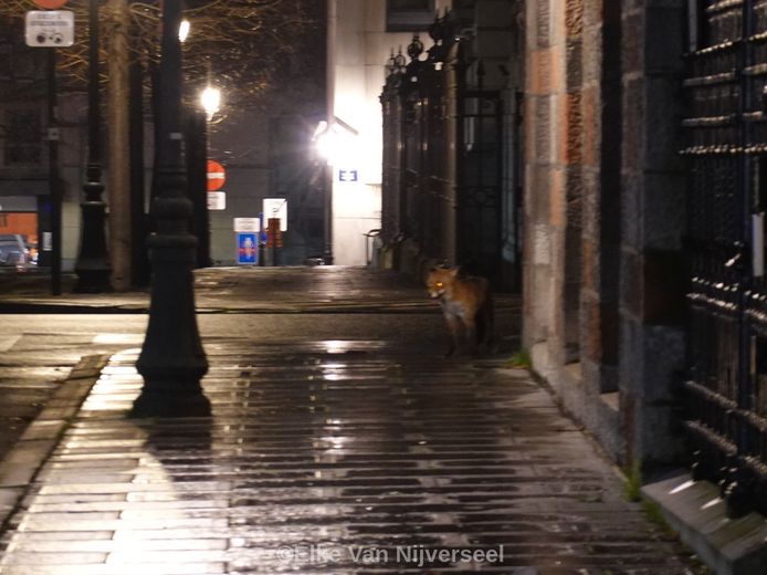 De vos werd gespot in hartje Brussel.