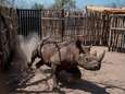 Vier zwarte neushoorns kort na hervestiging in Tsjaad gestorven: ze hadden moeite om te wennen aan nieuwe leefomgeving