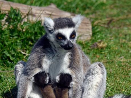 Dubbel feest: twee tweelingen geboren bij ringstaartmaki’s in Blijdorp