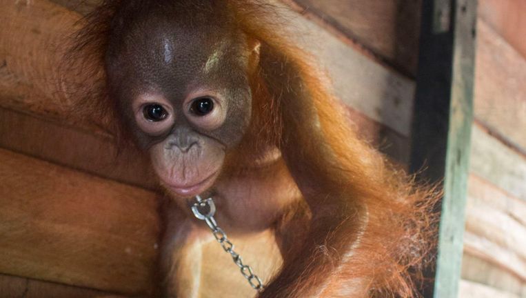 null Beeld International Animal Rescue
