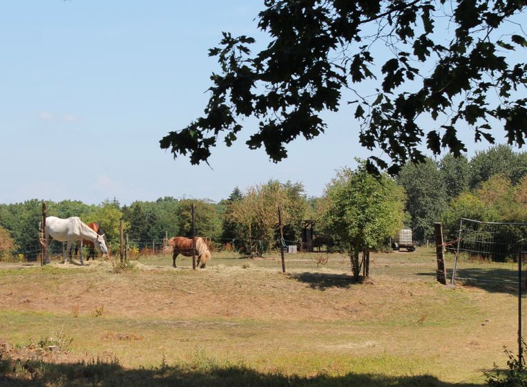 null Beeld Van Doorn Flip