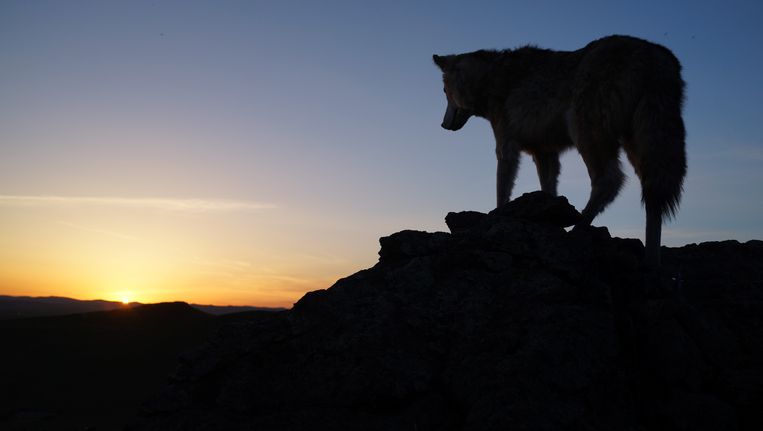 'Le Dernier Loup/Wolf Totem'. Beeld rv