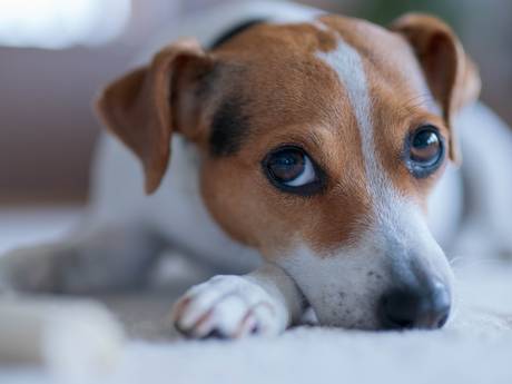 Tien honden in één nacht omgekomen in luxe dierenpension, baasjes zijn ‘kapot van verdriet’