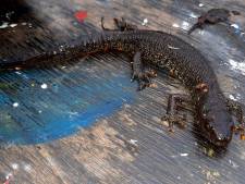 Over de kamsalamander en andere beschermde dieren die ons aardig in de weg kunnen zitten