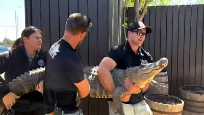 Un alligator volé il y a 20 ans réintègre son zoo au Texas