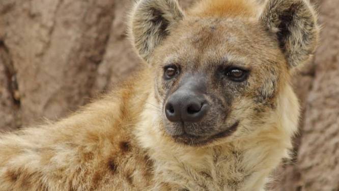 Corona-uitbraak in Amerikaanse zoo: voor het eerst Covid vastgesteld bij hyena's